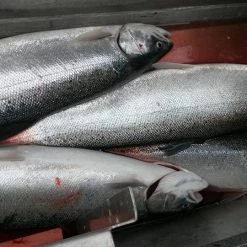 Addicted Fishing Addicted Steelhead Blend Oil Fishing Scents & Egg Cures