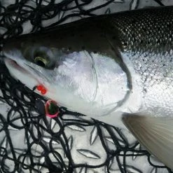 Addicted Fishing Addicted Steelhead Blend Oil Fishing Scents & Egg Cures