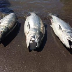 Addicted Fishing Addicted Salmon Blend Oil 16 Addicted Fishing Addicted Salmon Blend Oil