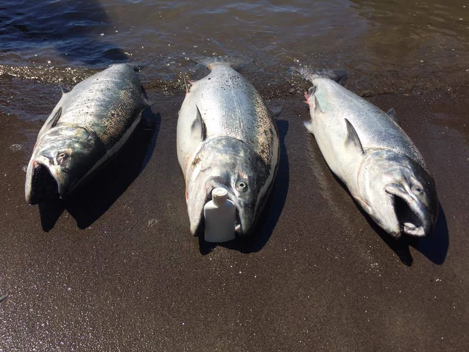 Addicted Fishing Addicted Salmon Blend Oil 7 Addicted Fishing Addicted Salmon Blend Oil