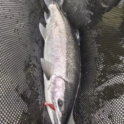 Addicted Fishing Addicted Cradle Net Fishing Nets, Bonkers, & Extras