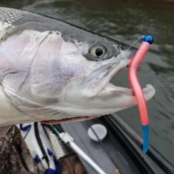 Addicted Fishing Steelhead Worms & Eggs Miss America Steelhead Worms